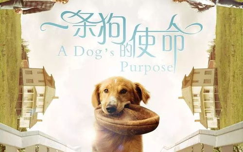 带小狗看一生都看不到的地方——一次难忘的探险之旅